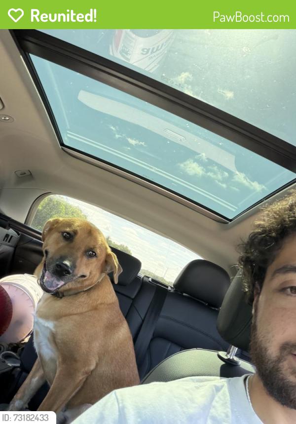 Reunited Male Dog last seen Tin roof, Delray Beach, FL 33447