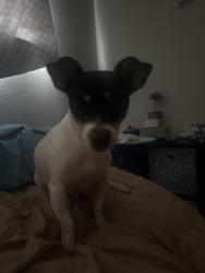 Reunited Male Dog last seen E margarita Drv and E wanda dr, Garland, TX 75040