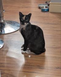 Reunited Female Cat last seen Concession 2 rd, Niagara-on-the-Lake, ON 14305