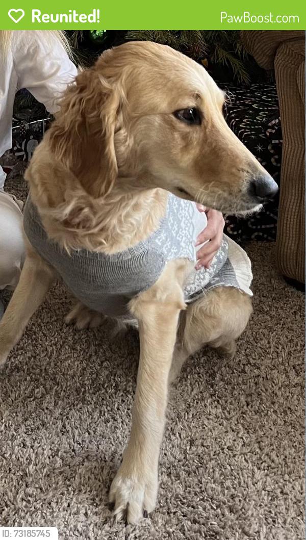 Reunited Female Dog last seen Englewood, CO, USA, Englewood, CO 80110