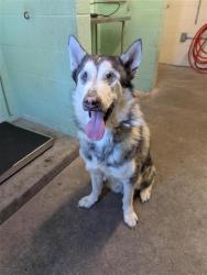 Shelter Stray Male Dog last seen YAMPA CIR & AUSTIN ST, 2127 Front St, Sacramento, CA 95818, USA
