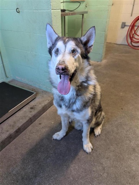 Shelter Stray Male Dog last seen YAMPA CIR & AUSTIN ST, 2127 Front St, Sacramento, CA 95818, USA