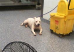 Shelter Stray Female Dog last seen CHARLOTTE, 8315 Byrum Dr, Charlotte, NC 28217, USA