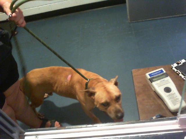 Shelter Stray Male Dog last seen CHARLOTTE, 8315 Byrum Dr, Charlotte, NC 28217, USA
