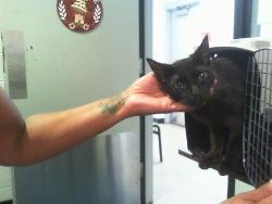 Shelter Stray Male Cat last seen CHARLOTTE, 8315 Byrum Dr, Charlotte, NC 28217, USA