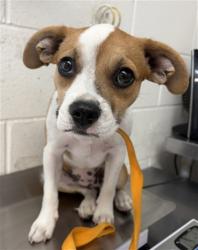 Shelter Stray Female Dog last seen N H ST X BASELINE ST, 333 Chandler Pl, San Bernardino, CA 92408, USA