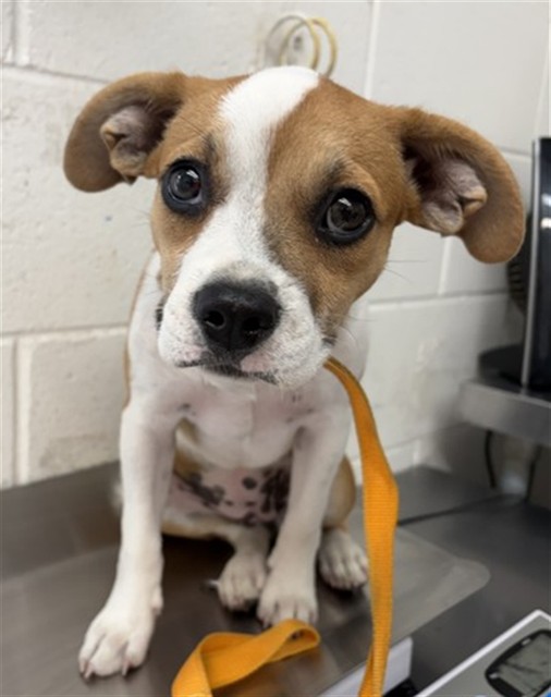 Shelter Stray Female Dog last seen N H ST X BASELINE ST, 333 Chandler Pl, San Bernardino, CA 92408, USA