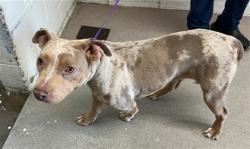 Shelter Stray Female Dog last seen E CAROLINE ST X S WATERMAN AVE, 333 Chandler Pl, San Bernardino, CA 92408, USA