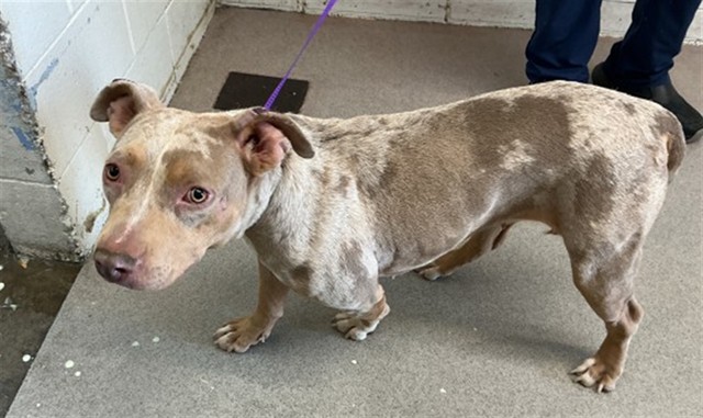 Shelter Stray Female Dog last seen E CAROLINE ST X S WATERMAN AVE, 333 Chandler Pl, San Bernardino, CA 92408, USA