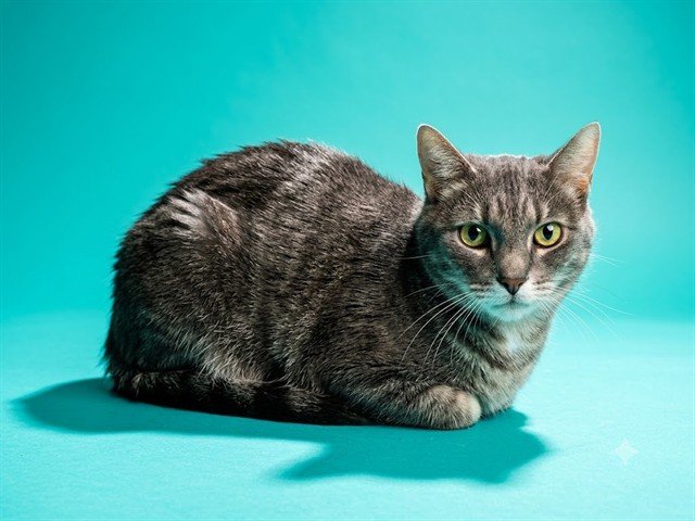 Shelter Stray Female Cat last seen Near BLOCK REDBERRY LANE, 2020 Forest St, Jacksonville, FL 32204, USA
