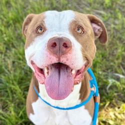 Shelter Stray Male Dog last seen Near, 2600 S Harding St, Indianapolis, IN 46221, USA