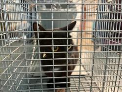 Shelter Stray Female Cat last seen , West Valley Animal Shelter, 20655 Plummer St, Chatsworth, CA 91311, USA