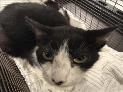 Shelter Stray Female Cat last seen , West Valley Animal Shelter, 20655 Plummer St, Chatsworth, CA 91311, USA