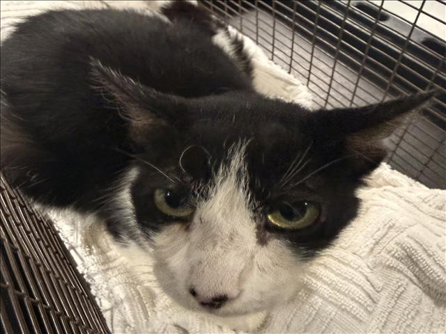 Shelter Stray Female Cat last seen , West Valley Animal Shelter, 20655 Plummer St, Chatsworth, CA 91311, USA