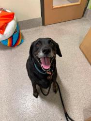 Shelter Stray Female Dog last seen Near BLOCK LOWER HUNTERS, 3528 Newburg Rd, Louisville, KY 40218, USA