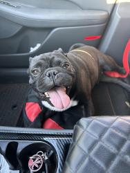 Found/Stray Male Dog last seen Dobson & Knox, Chandler, AZ 85224