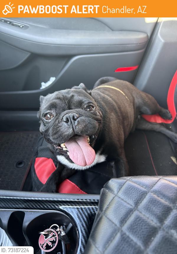 Found/Stray Male Dog last seen Dobson & Knox, Chandler, AZ 85224