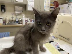 Shelter Stray Male Cat last seen Near BLOCK N 83RD ST, 3839 W Burnham St, West Milwaukee, WI 53215, USA