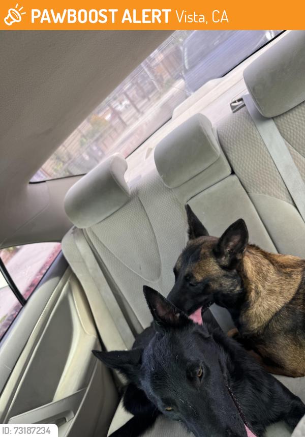 Found/Stray Male Dog last seen Vista way, Vista, CA 92083