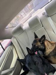 Found/Stray Male Dog last seen Vista way, Vista, CA 92083