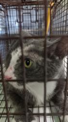 Shelter Stray Female Cat last seen , 1850 W 60th St, Los Angeles, CA 90047, USA