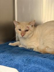 Shelter Stray Male Cat last seen Near BLOCK JONES AVE RIVERSIDE CA 92505, 6851 Van Buren Boulevard, Jurupa Valley, CA 92509, USA