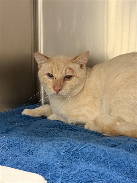Shelter Stray Male Cat last seen Near BLOCK JONES AVE RIVERSIDE CA 92505, 6851 Van Buren Boulevard, Jurupa Valley, CA 92509, USA