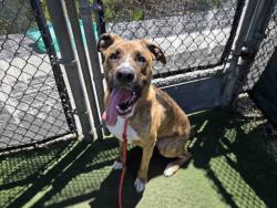 Shelter Stray Male Dog last seen ANZA BRRREGO STATE PARK, 2481 Palomar Airport Rd, Carlsbad, CA 92011, USA