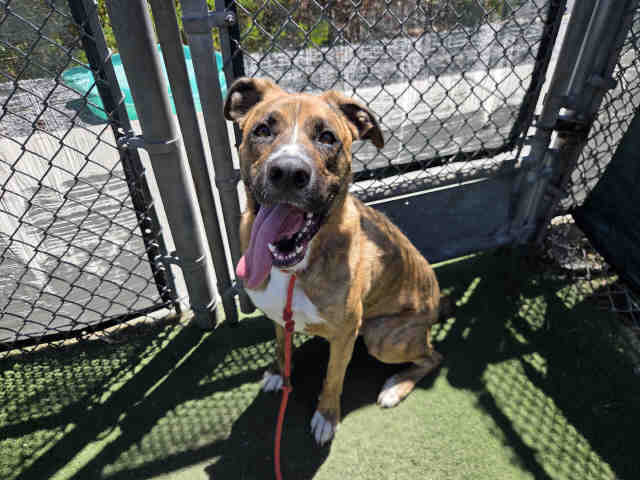 Shelter Stray Male Dog last seen ANZA BRRREGO STATE PARK, 2481 Palomar Airport Rd, Carlsbad, CA 92011, USA