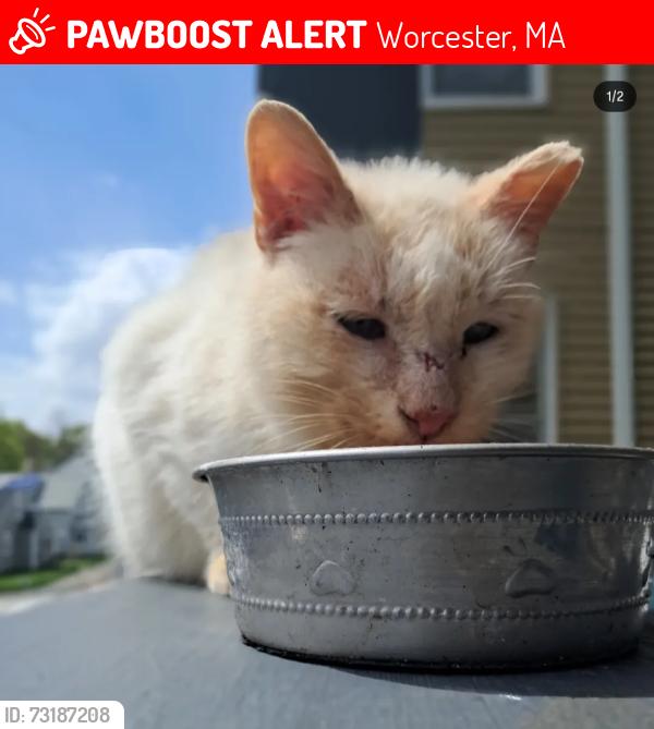 Lost Unknown Cat last seen Fairmont Ave between Claredon & Plantation Street, Worcester, MA 01604