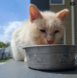 Lost Unknown Cat last seen Fairmont Ave between Claredon & Plantation Street, Worcester, MA 01604