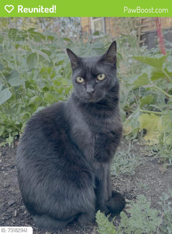 Reunited Male Cat last seen Hayes St. Between 18th and 24th, Eugene, OR 97405