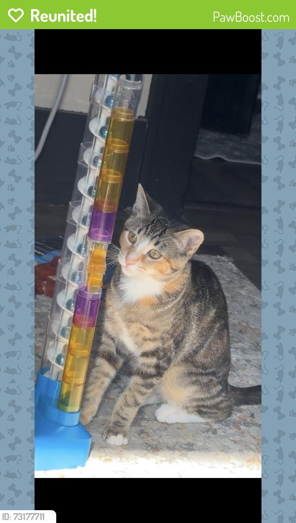 Reunited Female Cat last seen S 39th St & 4th Ave S, Billings, MT 59101
