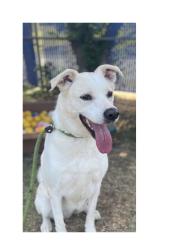 Reunited Female Dog last seen Chestnut Dr and Corn Valley, Grand Prairie, TX 75052