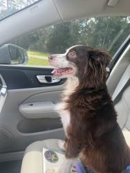 Reunited Male Dog last seen Near & Willis Waukegan, Montgomery County, TX 77303