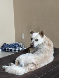 Lost Female Dog last seen Near pheasant Ave nw, Albuquerque, NM 87120