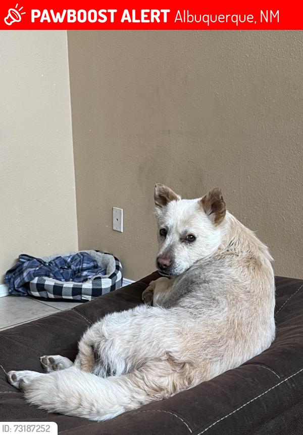 Lost Female Dog last seen Near pheasant Ave nw, Albuquerque, NM 87120