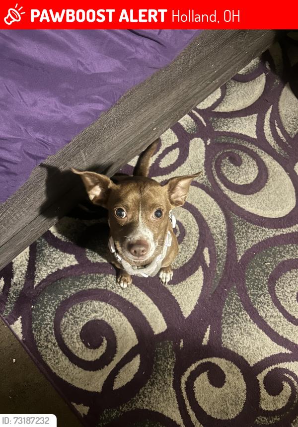 Lost Male Dog last seen Angola by Springfield twp, Holland, OH 43528
