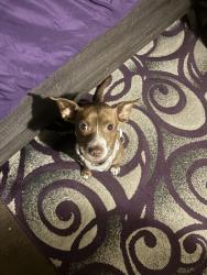 Lost Male Dog last seen Angola by Springfield twp, Holland, OH 43528