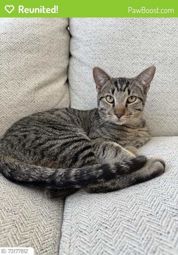 Reunited Male Cat last seen Near Gaylord St, Thornton, CO 80241, USA, Thornton, CO 80241