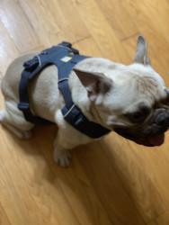 Reunited Male Dog last seen DiMaggio Way Antioch Ca, Antioch, CA 94509