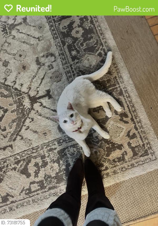 Reunited Male Cat last seen 25th St E & Oliver Dr by Starbucks, Palmdale, CA 93550