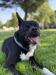 Reunited Male Dog last seen Oakes Dr., Hayward, CA 94542
