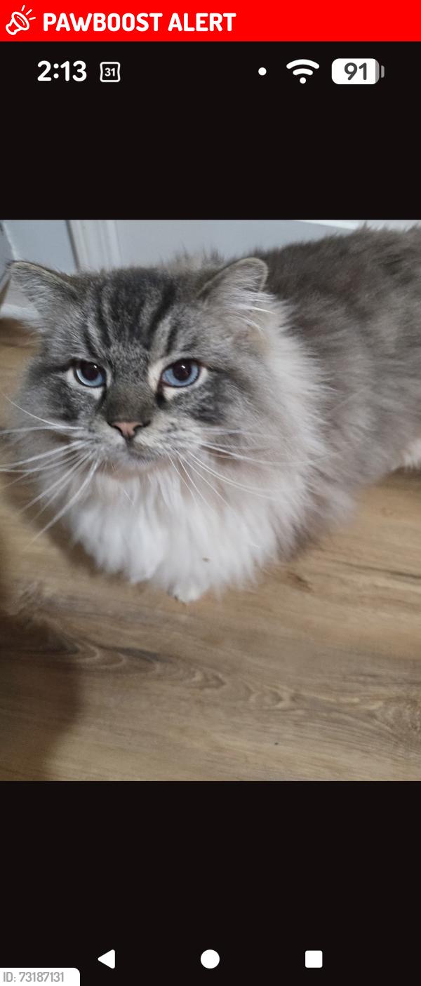 Lost Male Cat last seen Near Sprague Rd, Columbia Station, OH 44028