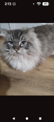 Lost Male Cat last seen Near Sprague Rd, Columbia Station, OH 44028