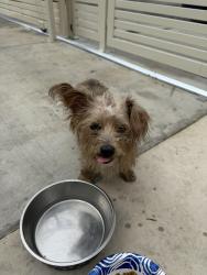 Found/Stray Female Dog last seen Av juction, Los Angeles, CA 90001