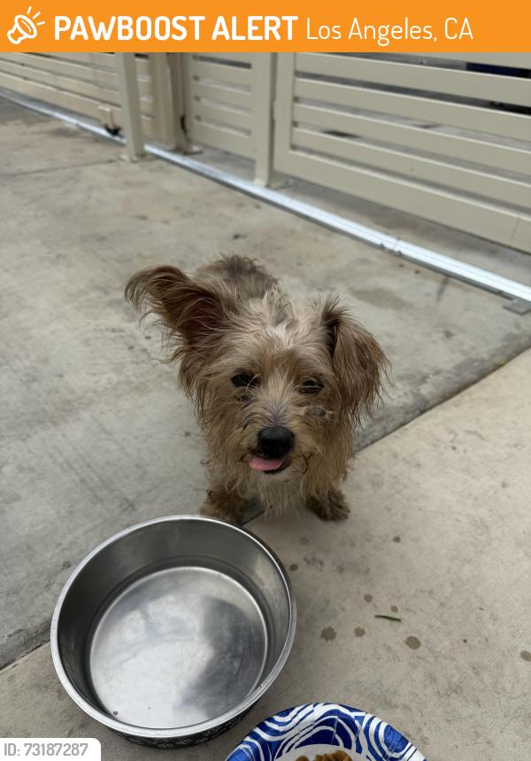 Found/Stray Female Dog last seen Av juction, Los Angeles, CA 90001