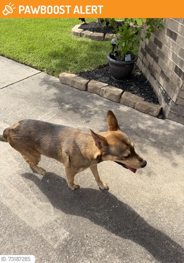 Found/Stray Male Dog last seen Bonnard Circle, near HEB, Memorial Northwest, TX 77379