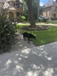 Reunited Unknown Dog last seen Blue Spring Way, Spring Creek Oaks, TX 77379