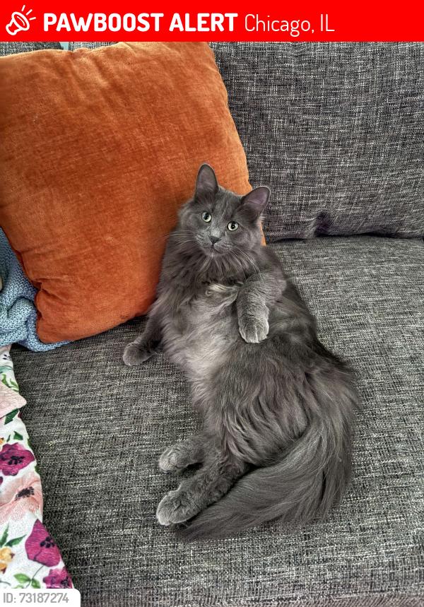 Lost Female Cat last seen Pulaski and Cortland, Chicago, IL 60639